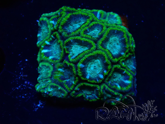 WYSIWYG - RAH Micromussa Jungle Viper 6