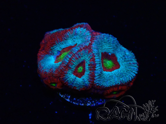 WYSIWYG - RAH Micromussa Dragon's Eye B3