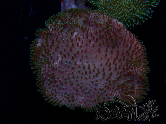 WYSIWYG Sarcophyton