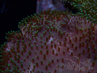 WYSIWYG Sarcophyton sp 4