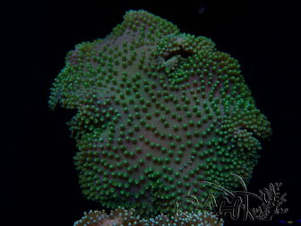 WYSIWYG Sarcophyton