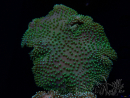 WYSIWYG Sarcophyton