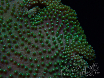 WYSIWYG Sarcophyton sp 5