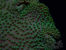 WYSIWYG Sarcophyton
