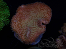 WYSIWYG Sarcophyton