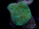 WYSIWYG Sarcophyton sp 12