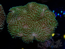 WYSIWYG Sarcophyton