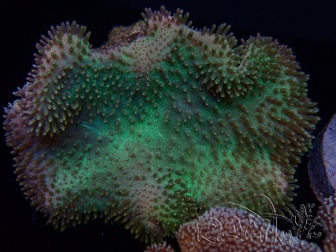 WYSIWYG Sarcophyton sp 15