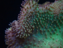 WYSIWYG Sarcophyton sp 15