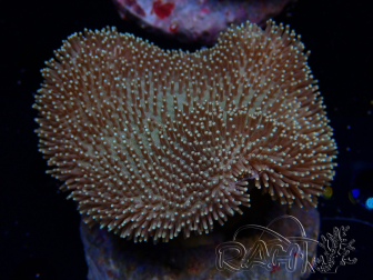 WYSIWYG Sarcophyton elegans Yellow ultra Fiji