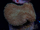 WYSIWYG Sarcophyton elegans Giallo ultra Fidji