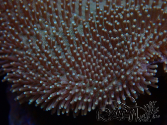 WYSIWYG Sarcophyton elegans Yellow ultra Fiji