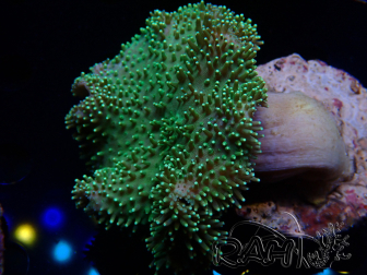 WYSIWYG Sarcophyton sp 21
