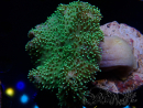 WYSIWYG Sarcophyton