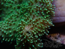 WYSIWYG Sarcophyton