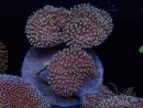 WYSIWYG Sarcophyton