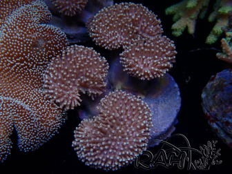 WYSIWYG Sarcophyton