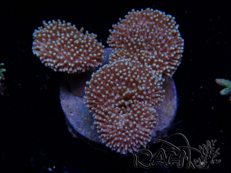WYSIWYG Sarcophyton