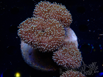 WYSIWYG Sarcophyton sp 27