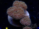 WYSIWYG Sarcophyton
