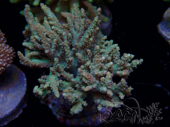 WYSIWYG Sinularia sp 2