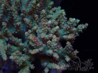 WYSIWYG Sinularia sp 2