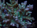 WYSIWYG Sinularia sp 3