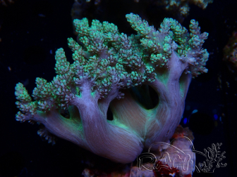 WYSIWYG Litophyton