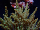 WYSIWYG Sinularia