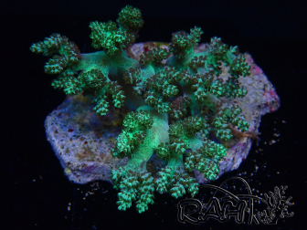 WYSIWYG Litophyton