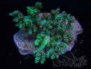 WYSIWYG Litophyton