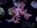 WYSIWYG Litophyton