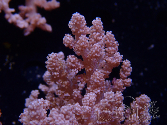 WYSIWYG Litophyton