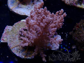 WYSIWYG Litophyton sp 46