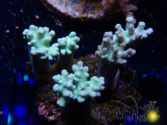 WYSIWYG Sinularia sp 9