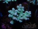 WYSIWYG Sinularia sp 9