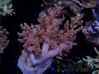 WYSIWYG Litophyton sp 47