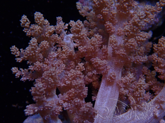WYSIWYG Litophyton