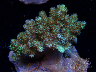 WYSIWYG Litophyton