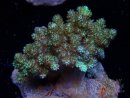 WYSIWYG Litophyton