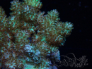 WYSIWYG Litophyton