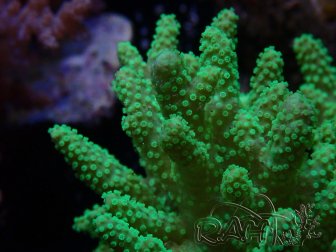 WYSIWYG Sinularia sp 14