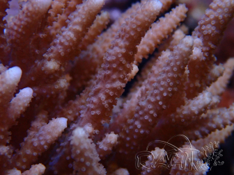 WYSIWYG Sinularia sp 17