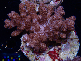 WYSIWYG Cladiella