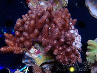 WYSIWYG Cladiella sp 37