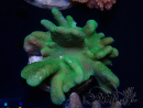 WYSIWYG Lobophyton