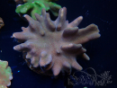 WYSIWYG Lobophyton