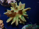 WYSIWYG Lobophyton