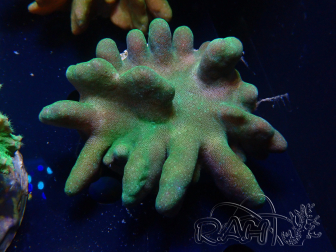 WYSIWYG Lobophyton