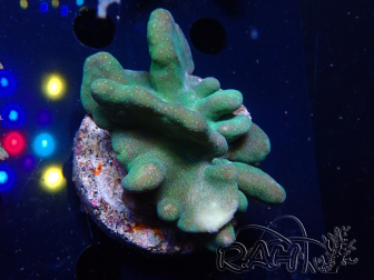 WYSIWYG Lobophyton